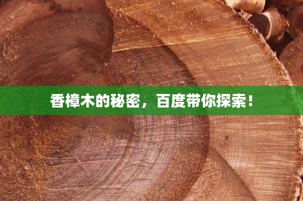 香樟木的秘密，百度带你探索！