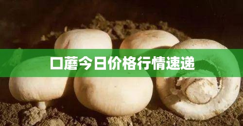 口蘑今日价格行情速递