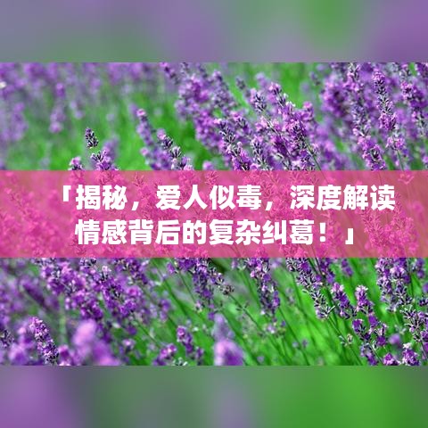 「揭秘，爱人似毒，深度解读情感背后的复杂纠葛！」