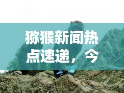 猕猴新闻热点速递，今日头条不容错过