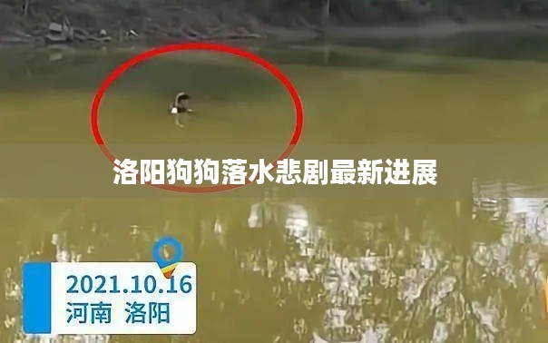 洛阳狗狗落水悲剧最新进展