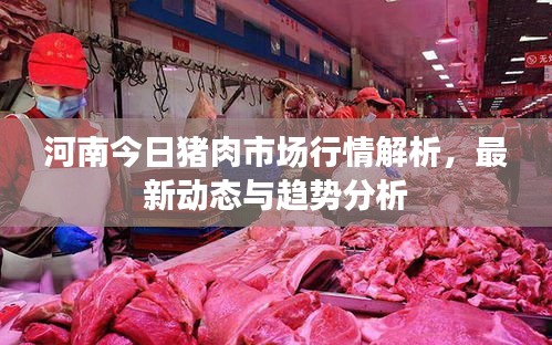 河南今日猪肉市场行情解析，最新动态与趋势分析