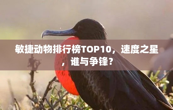 敏捷动物排行榜TOP10，速度之星，谁与争锋？