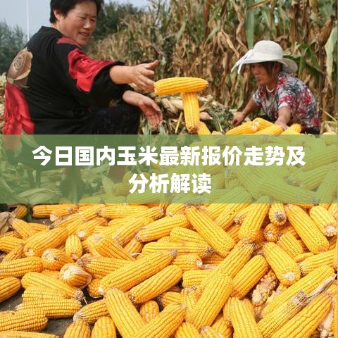 今日国内玉米最新报价走势及分析解读
