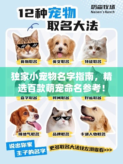 独家小宠物名字指南，精选百款萌宠命名参考！