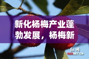 新化杨梅产业蓬勃发展，杨梅新闻头条报道来袭！