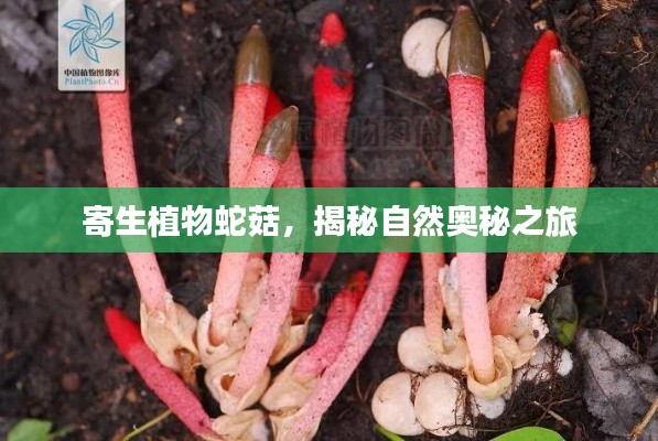 寄生植物蛇菇，揭秘自然奥秘之旅