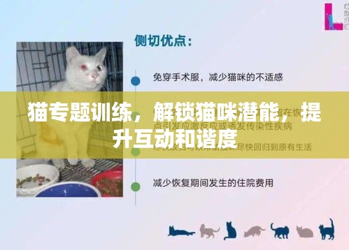 猫专题训练，解锁猫咪潜能，提升互动和谐度