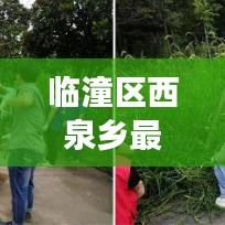 临潼区西泉乡最新消息：乡村振兴战略下的华丽蜕变