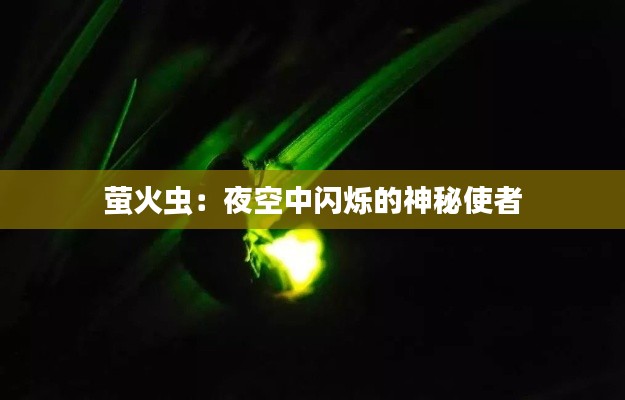 萤火虫：夜空中闪烁的神秘使者