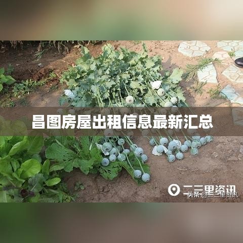 一石三鸟 第2页