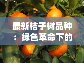 最新桔子树品种：绿色革命下的甜蜜收获