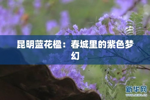 昆明蓝花楹：春城里的紫色梦幻