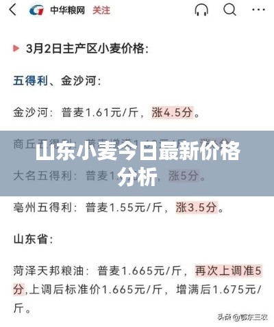 山东小麦今日最新价格分析