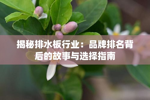 揭秘排水板行业：品牌排名背后的故事与选择指南