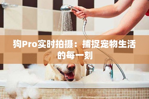 狗Pro实时拍摄：捕捉宠物生活的每一刻