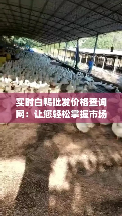 实时白鸭批发价格查询网：让您轻松掌握市场动态