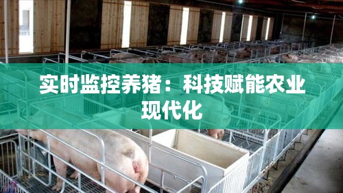 实时监控养猪：科技赋能农业现代化