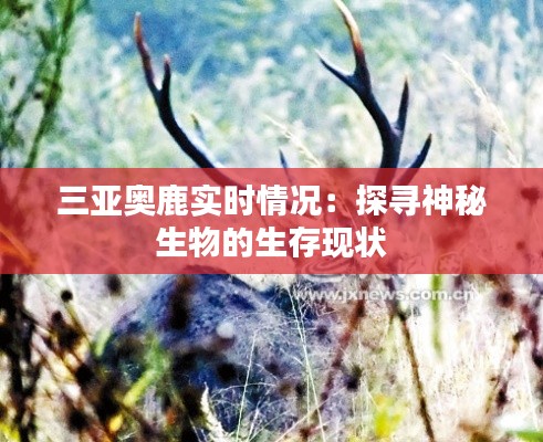 三亚奥鹿实时情况：探寻神秘生物的生存现状