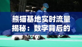 熊猫基地实时流量揭秘：数字背后的生态魅力