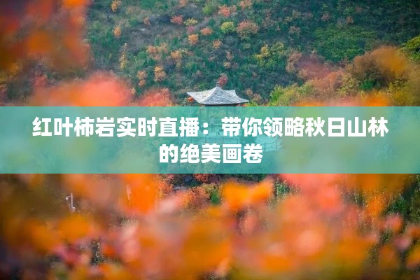 红叶柿岩实时直播：带你领略秋日山林的绝美画卷