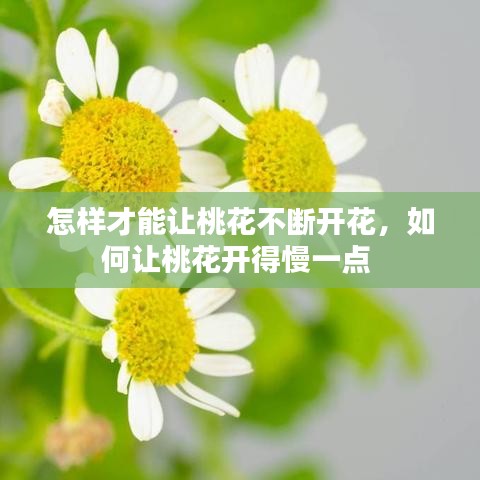 怎样才能让桃花不断开花，如何让桃花开得慢一点 