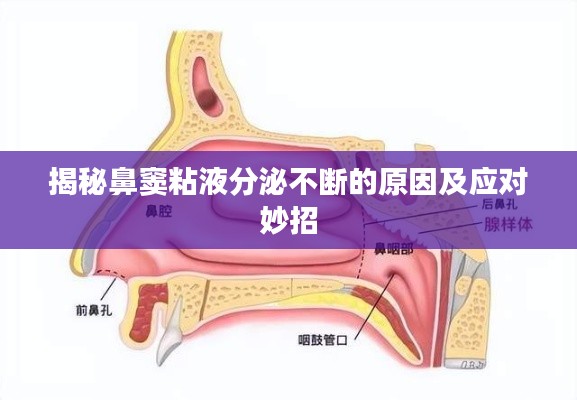 揭秘鼻窦粘液分泌不断的原因及应对妙招