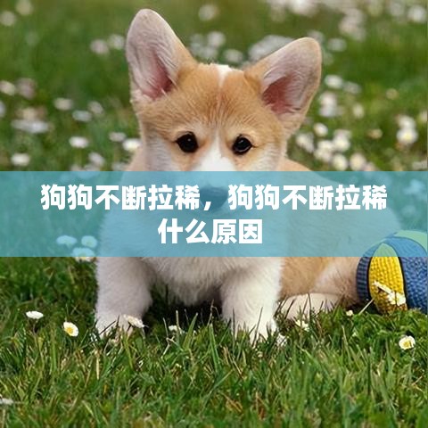 狗狗不断拉稀，狗狗不断拉稀什么原因 