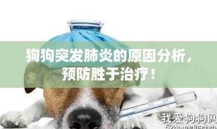 狗狗突发肺炎的原因分析，预防胜于治疗！