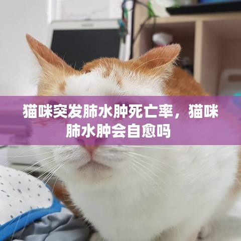 猫咪突发肺水肿死亡率，猫咪肺水肿会自愈吗 