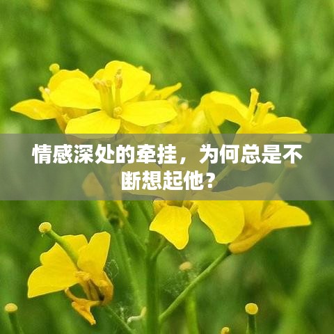 情感深处的牵挂，为何总是不断想起他？