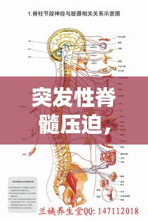 突发性脊髓压迫，急性脊髓压迫症 