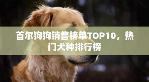 首尔狗狗销售榜单TOP10，热门犬种排行榜