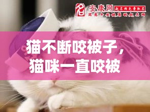 猫不断咬被子，猫咪一直咬被子 