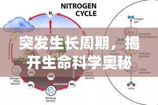 突发生长周期，揭开生命科学奥秘的神秘面纱