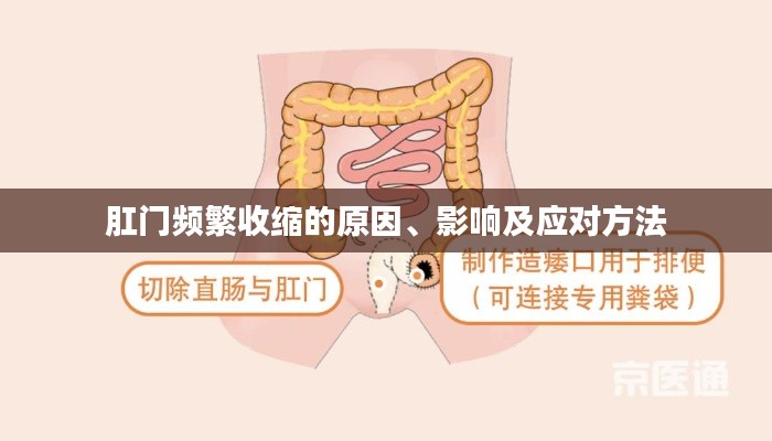 肛门频繁收缩的原因、影响及应对方法