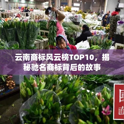 云南商标风云榜TOP10，揭秘驰名商标背后的故事