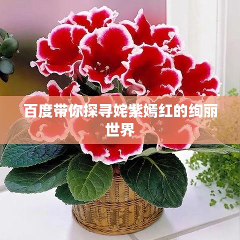 百度带你探寻姹紫嫣红的绚丽世界