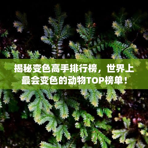 揭秘变色高手排行榜，世界上最会变色的动物TOP榜单！