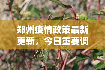 郑州疫情政策最新更新，今日重要调整通知！