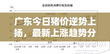 广东今日猪价逆势上扬，最新上涨趋势分析