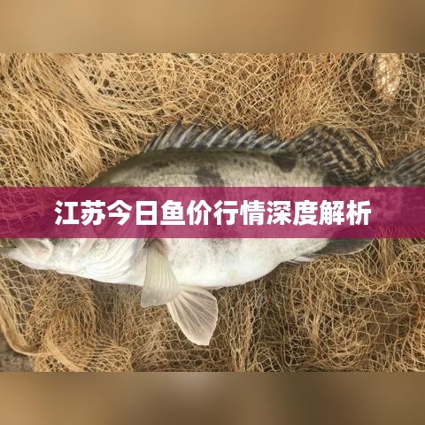 江苏今日鱼价行情深度解析