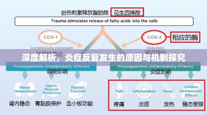 深度解析，炎症反复发生的原因与机制探究