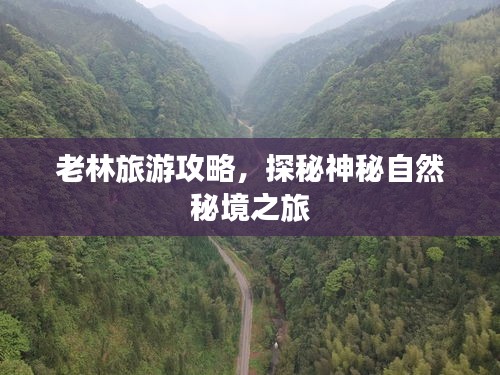 老林旅游攻略，探秘神秘自然秘境之旅