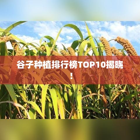 谷子种植排行榜TOP10揭晓！