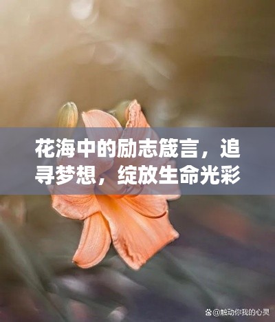 花海中的励志箴言，追寻梦想，绽放生命光彩