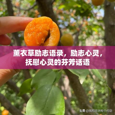 薰衣草励志语录，励志心灵，抚慰心灵的芬芳话语