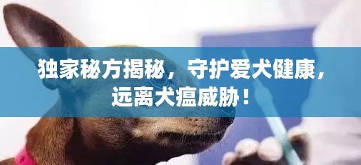 独家秘方揭秘，守护爱犬健康，远离犬瘟威胁！