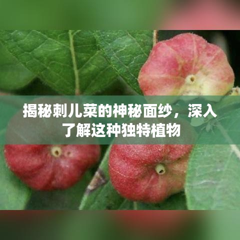 揭秘刺儿菜的神秘面纱，深入了解这种独特植物