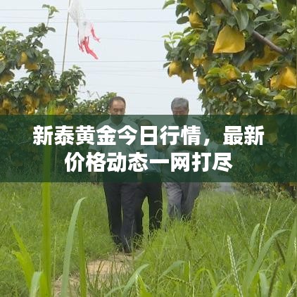 新泰黄金今日行情，最新价格动态一网打尽